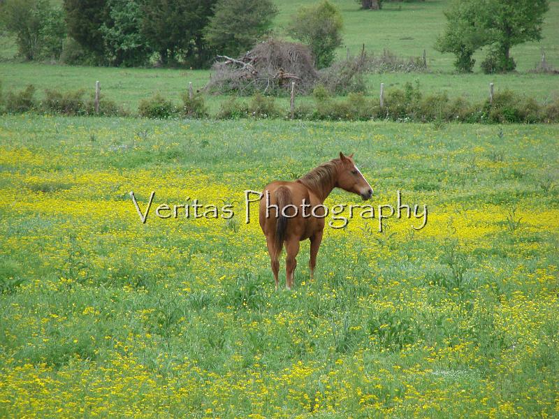 Texas Spring 044.jpg